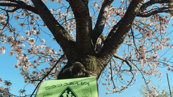 【入学準備】「みてねみまもりGPSトーク」メッセージ機能付きGPSがとっても安心！