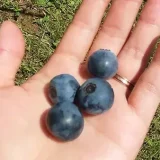 【町田市上小山田町】時間無制限！里山の自然を満喫しながらブルーベリーの収穫♡「町田里山ベリー園」