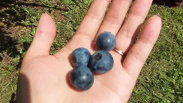 【町田市上小山田町】時間無制限！里山の自然を満喫しながらブルーベリーの収穫♡「町田里山ベリー園」