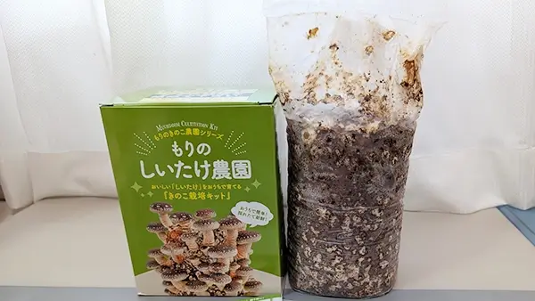 <div class="new-txt" style="color:#f6b2b3; margin-right:5px;">NEW!</div>【親子で食育】夏休みの自由研究にも！「もりのしいたけ農園」しいたけ栽培キットで簡単家庭菜園チャレンジ