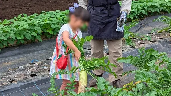 <div class="new-txt" style="color:#f6b2b3; margin-right:5px;">NEW!</div>【町田市小山ヶ丘】4歳の娘と一緒に♪小山内裏公園でダイコンの収穫体験！