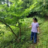 町田は養蚕が盛んだった！？我が家に蚕（かいこ）がやってきた！