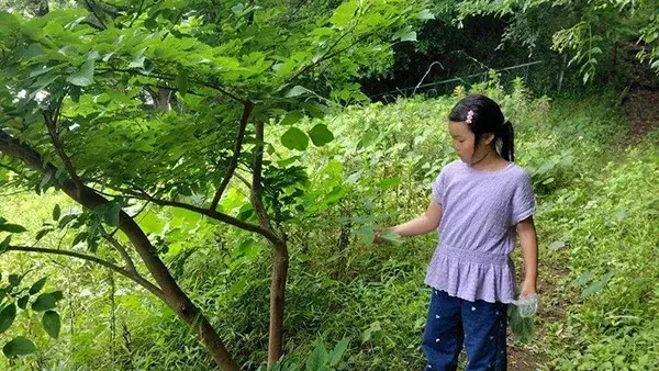 町田は養蚕が盛んだった！？我が家に蚕（かいこ）がやってきた！