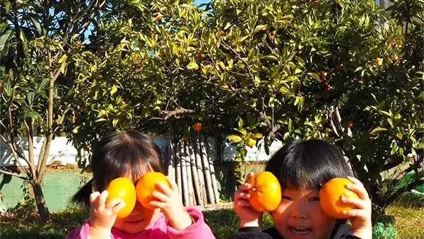 【町田市つくし野】農薬、化学肥料を一切使わない自然栽培方法でみかん本来の味が楽しめる！「つくし野駅前みかん農園」
